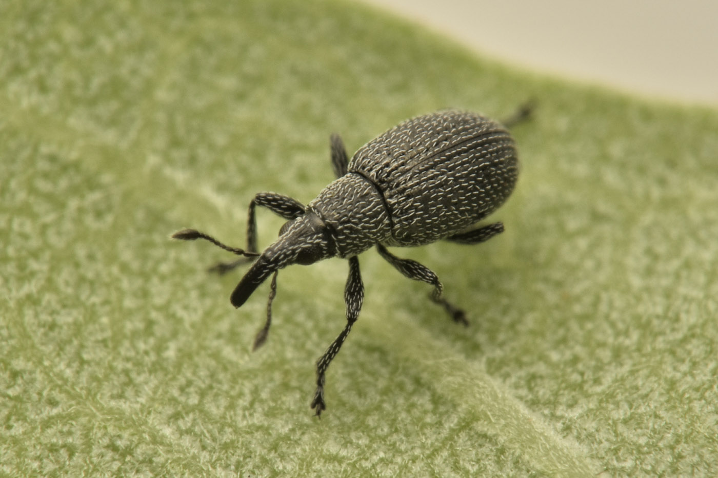 Apionidae: Pseudoperapion sp?